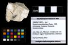 Foto (Objekt + Etiketten) von Goniodromites bidentatus (Reuss, 1859) 
